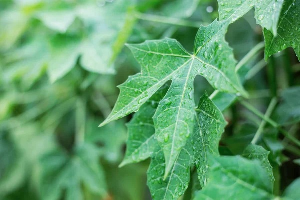 Hojas Verdes Planta Con Salida Del Sol Primavera —  Fotos de Stock