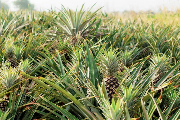 Pineapple in farm with the sunlight at sky.