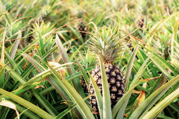 Abacaxi Plantação Fazenda Com Luz Solar — Fotografia de Stock