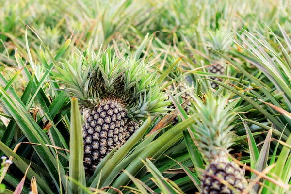 Abacaxi Árvore Uma Fazenda Campo — Fotografia de Stock