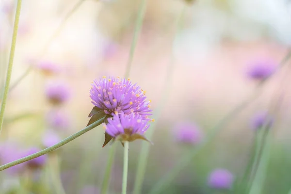 Purple Flower Beautiful Sunlight Winter — Stock Photo, Image