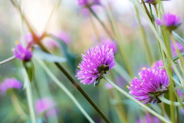 Purple Flower Beautiful Forest Sunlight — Stock Photo, Image