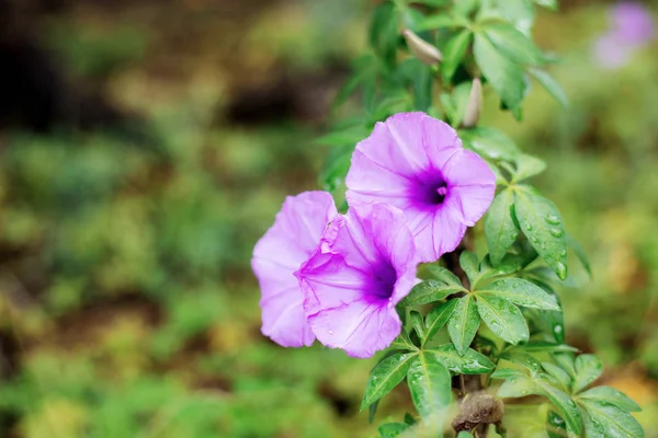Purple Flower Beautiful Forest Spring — Stock Photo, Image