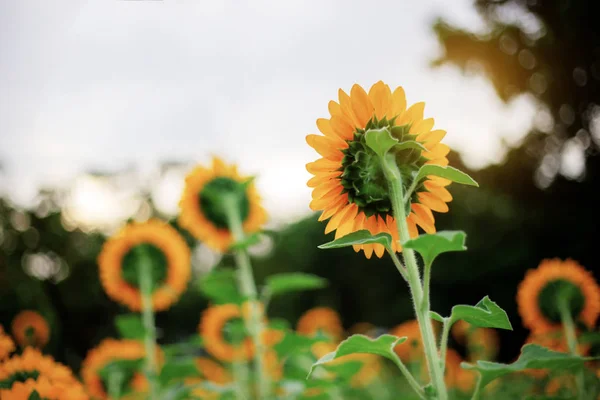Sunflower Field Sunset — Stock Photo, Image