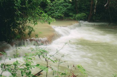 Şelale ve ormandaki bir ağaç.