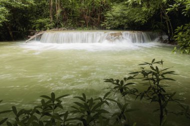 Şelale ve Tayland Orman ağacı.