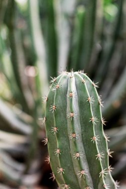 Kaktüs ani artış parkta güneş ışığı ile.