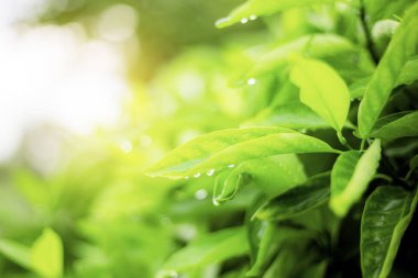 Ormanda güneş ışığı ile ağaç yaprak.