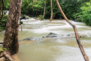 Şelale ve orman içinde yağışlı sezon içinde ağaç.
