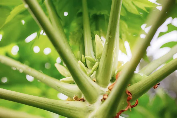 Branch Papaya Tree Rainy Season Sunrise — Stock Photo, Image