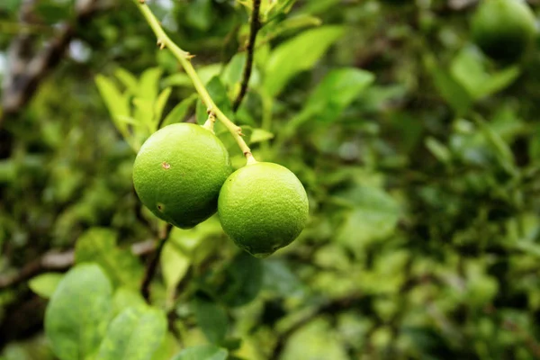 Lemon Tree Riany Season Farm — Stock Photo, Image
