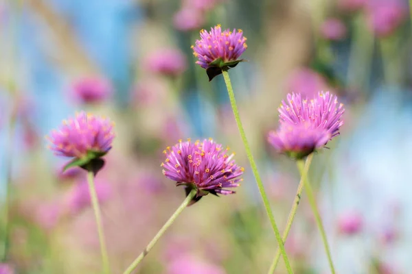 Purple Flower Winter Sunlight — Stock Photo, Image