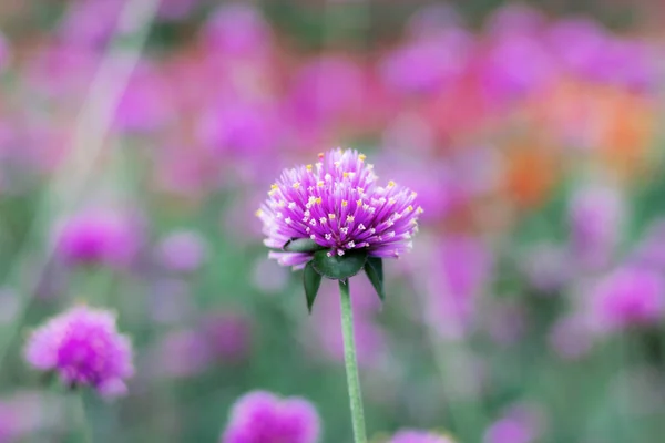 Paarse Bloem Met Mooi Winter — Stockfoto