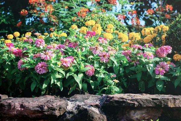 Colorful Flower Garden Sunlight — Stock Photo, Image