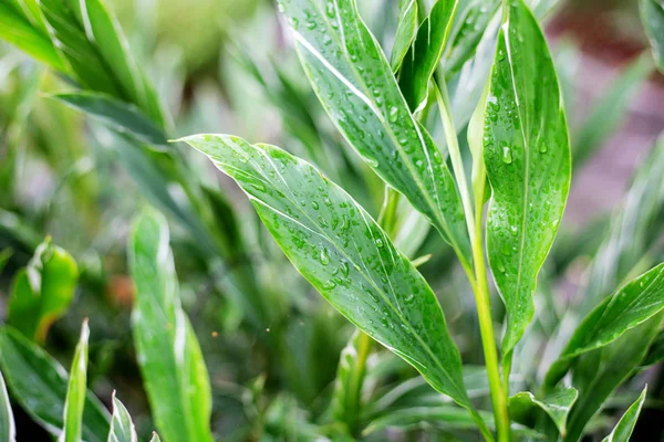 雨季的叶子植物 — 图库照片