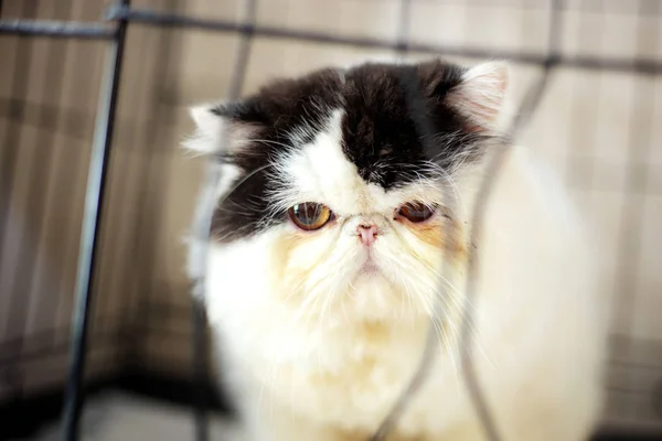 Big Cat Cage Table Pet Shop — Stock Photo, Image