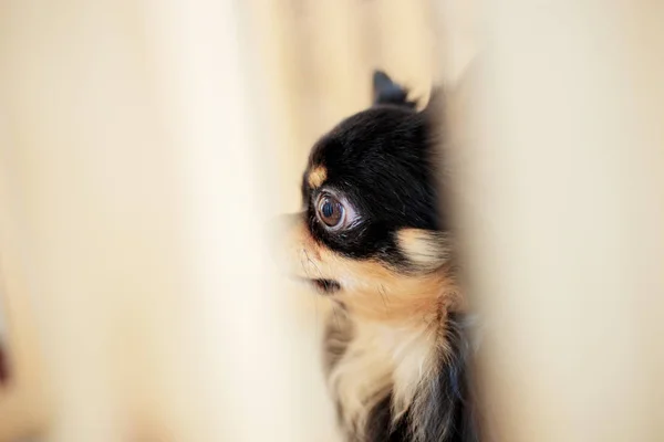 Dog in a cage of pet shop with blur background.