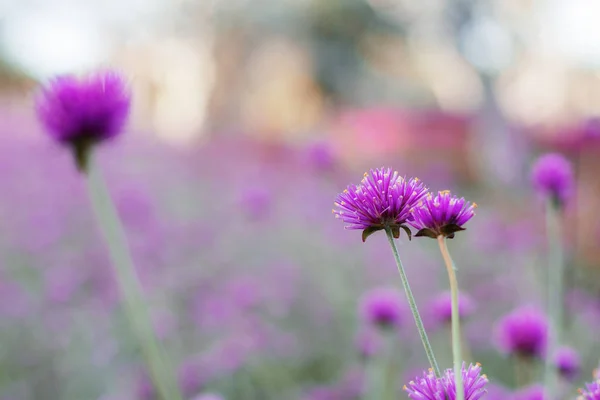 Pink Thistle Flower Blurred Natural Background — Stock Photo, Image