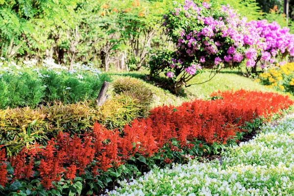 Flor Plantaion Jardín —  Fotos de Stock