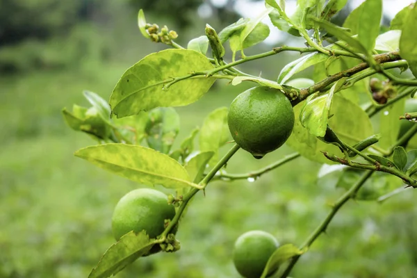 Lemon Tree Rainy Season Farm — Stock Photo, Image