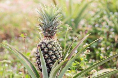 Tarım arazileri bir arsa üzerinde büyüyen yeşil ananas.