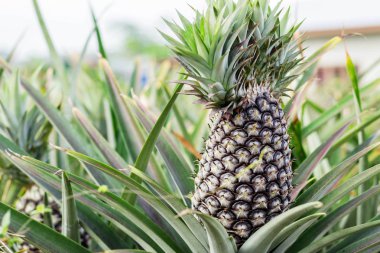 Tarım arazileri bir arsa üzerinde büyüyen ananas.