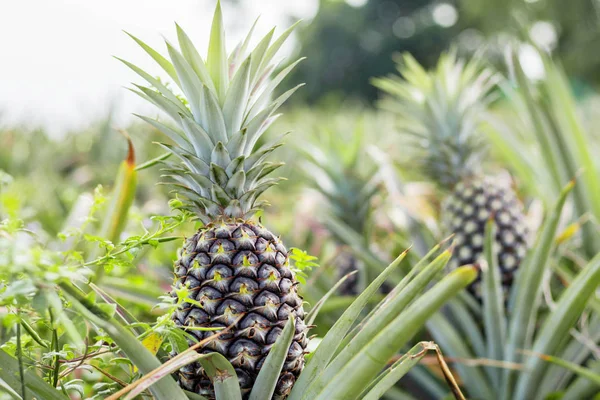 Ananas Groeien Perceel Landbouwgrond Met Natuurlijke — Stockfoto