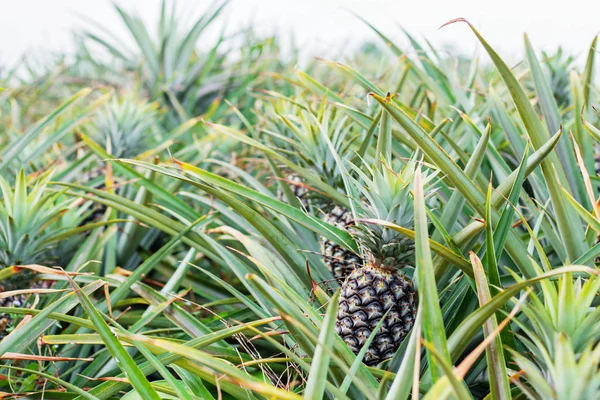 Aanplant Van Ananas Landbouwgrond — Stockfoto