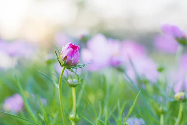 Brotes Flores Rosadas Con Una Naturaleza Refrescante Trama —  Fotos de Stock