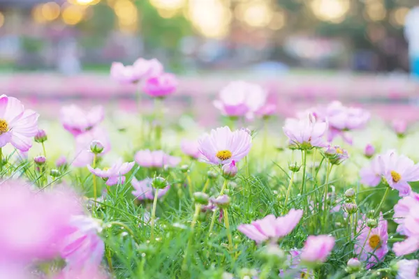 Pink cosmos with the freshness of nature on plot.