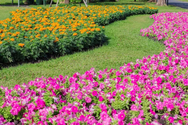 Plantando Caléndula Más Con Belleza Jardín — Foto de Stock