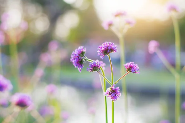 Lila Blommor Med Vacker Trädgården Sunlight — Stockfoto