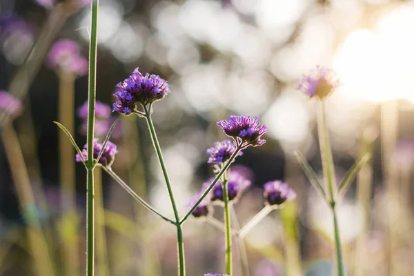 Фиолетовые Цветы Красочными Красивыми Солнце — стоковое фото