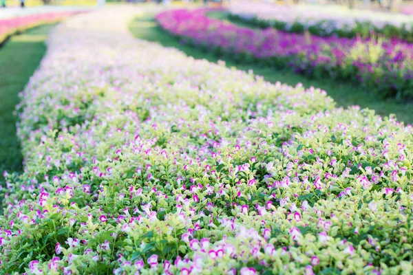 Flores Púrpuras Parcelas Jardín Con Colores — Foto de Stock