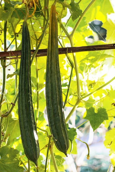 Zucchini Square Plantation Countryside — Stock Photo, Image