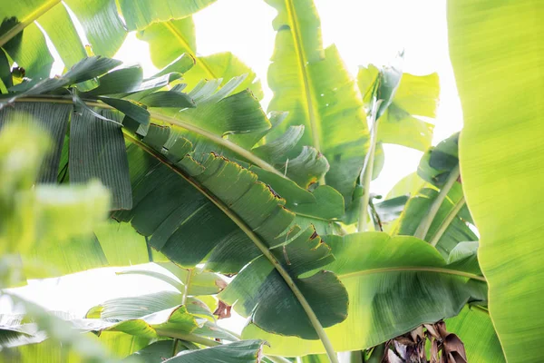 Folhas Banana Com Luz Solar Céu Fazenda — Fotografia de Stock