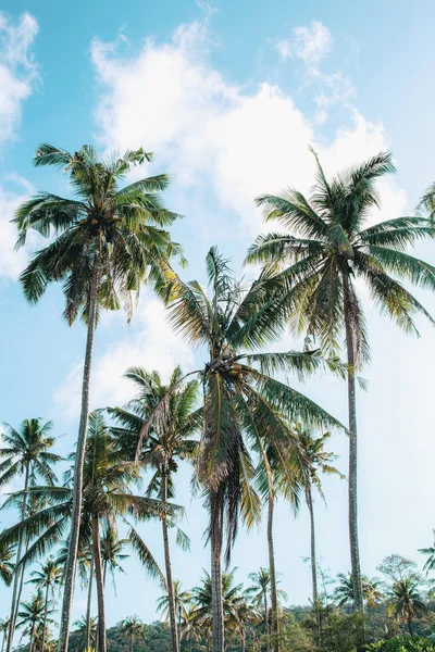 태국의 여름에 코코넛 — 스톡 사진