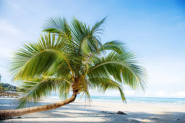 Молоде Кокосове Дерево Пляжі Сонячному Світлі Блакитним Небом — стокове фото