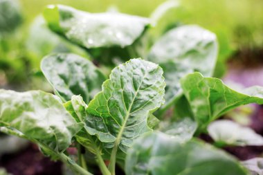 Yaprakları sebze ıslak bahar güneş ışığı.