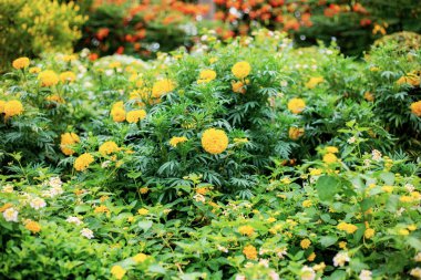 Kadife çiçeği ile güzel bahçede.