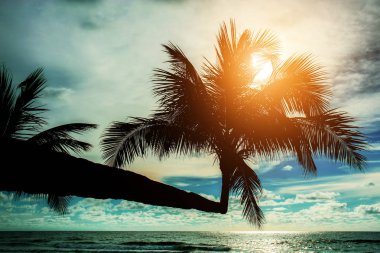Gün batımı ile gökyüzüne plajda palmiye ağacı.