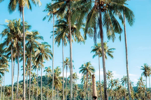 椰子树五颜六色的艺术在天空 — 图库照片