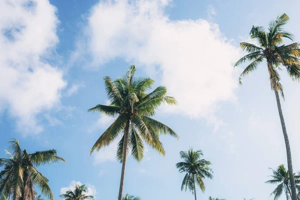 椰子树与天空在夏天 — 图库照片