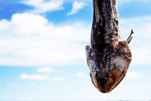 Dry fish of hanging at sea with the sky.