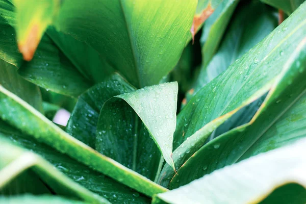 Hojas Planta Mojado Luz Del Sol Jardín Con Fondo —  Fotos de Stock