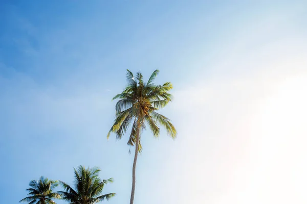 Palmu Taivaalla Värikäs Auringonvalossa — kuvapankkivalokuva
