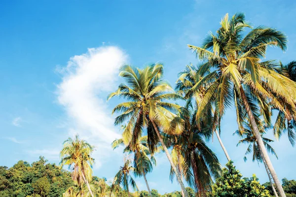 棕榈树在海滩上的天空与丰富多彩的自然 — 图库照片