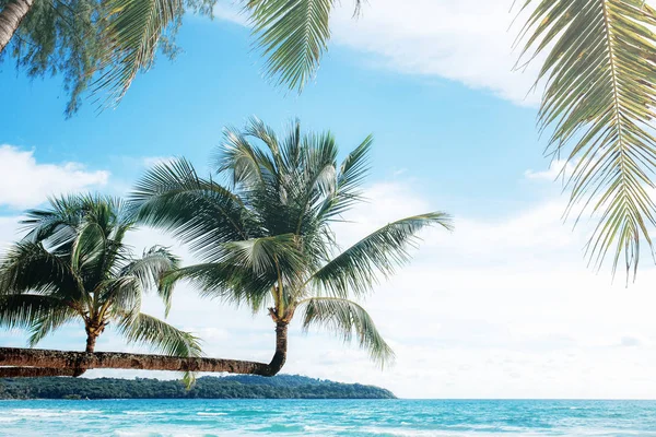 Palm Tree Beach Sea Sky — Stock Photo, Image