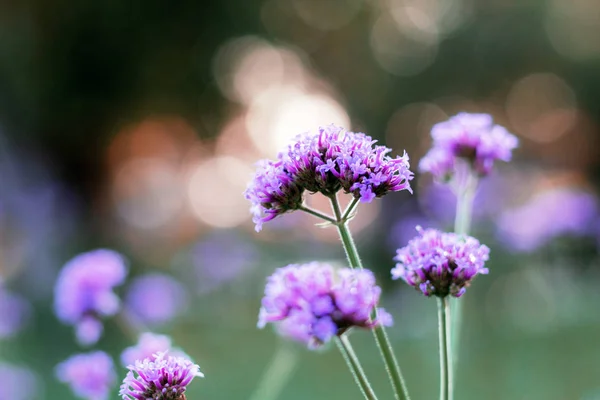 Flor Púrpura Con Salida Del Sol Invierno —  Fotos de Stock
