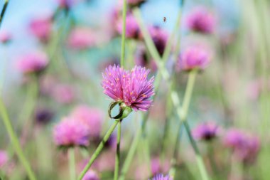 Kır çiçeği gündoğumu kış ile.